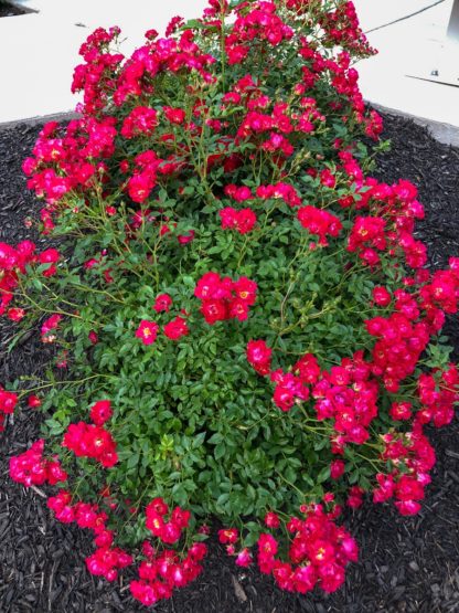 Small shrub covered with small red flowers planted in garden