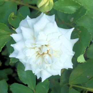 Close-up of small white flower surrounded by green leaves