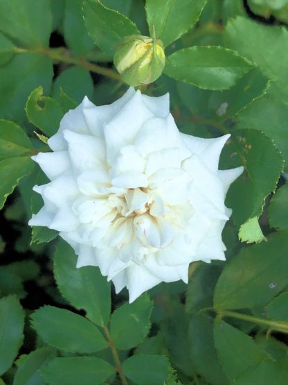 Close-up of small white flower surrounded by green leaves