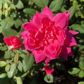 Close-up of large pink flower surrounded by green leaves