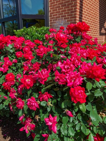 Mature shrub with green leaves covered with large red flowers in front of brick building