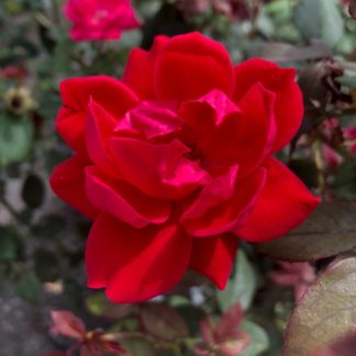 Close up of large red flower