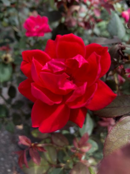 Close up of large red flower