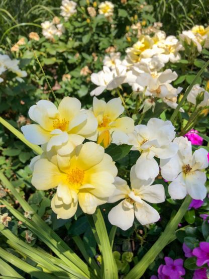 Yellow and white flowers on shrub. in garden