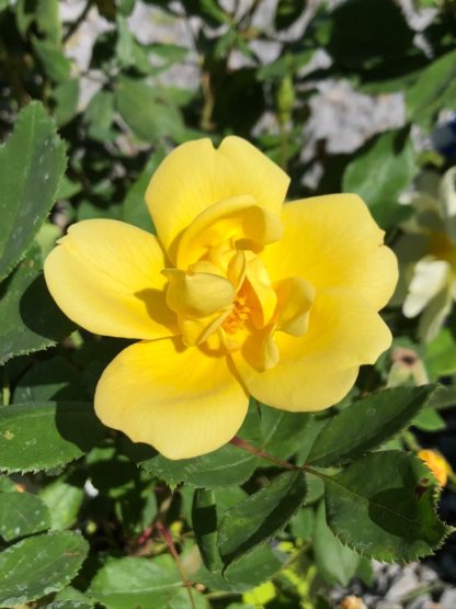 Close-up of large dark-yellow flower surrounded by green leaves