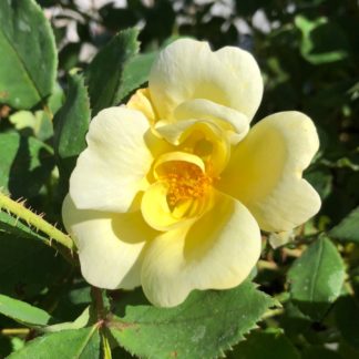 Close-up of large light-yellow flower surrounded by green leaves