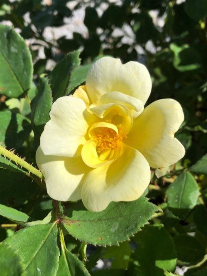 Close-up of large light-yellow flower surrounded by green leaves