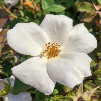 Close-up of large white flower surrounded by green leaves