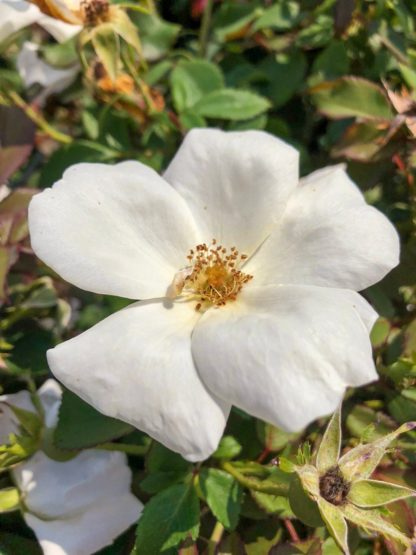 Close-up of large white flower surrounded by green leaves