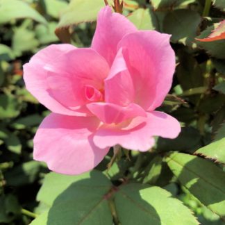 Close-up of large light-pink flower surrounded by green leaves