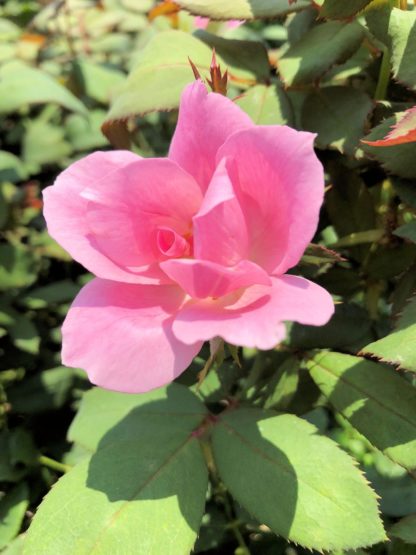 Close-up of large light-pink flower surrounded by green leaves