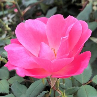 Close-up of large pink flower surrounded by green leaves