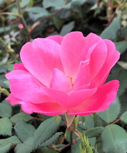 Close-up of large pink flower surrounded by green leaves
