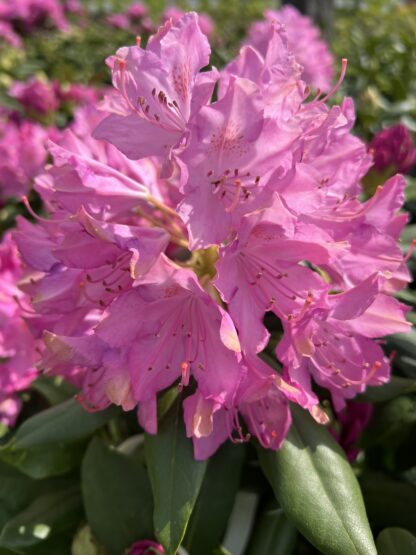 Rhododendron Roseum Elegans - Image 2