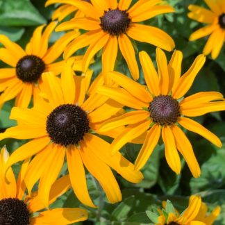 Close-up of masses of golden-yellow, daisy-like flowers with dark brown centers