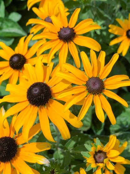 Close-up of masses of golden-yellow, daisy-like flowers with dark brown centers