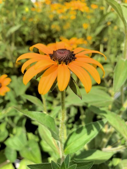 Close-up of single golden-yellow, daisy-like flower with dark brown center