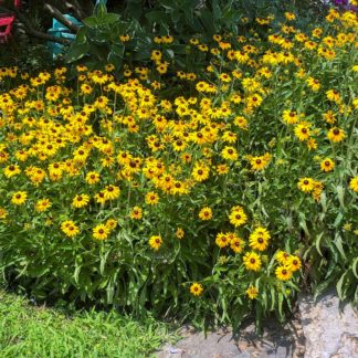 Masses of golden-yellow, daisy-like flowers with dark brown centers planted in garden
