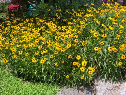 Masses of golden-yellow, daisy-like flowers with dark brown centers planted in garden