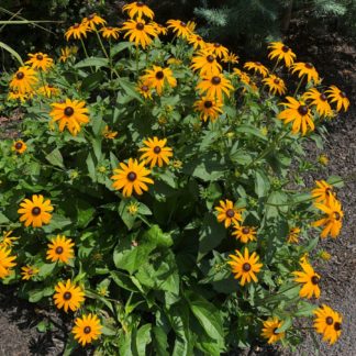 Masses of golden-yellow, daisy-like flowers with dark brown centers blooming above green foliage planted in garden