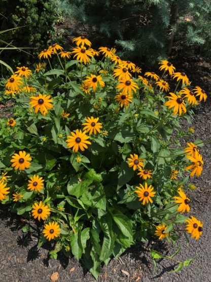 Masses of golden-yellow, daisy-like flowers with dark brown centers blooming above green foliage planted in garden