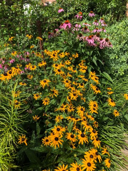 Masses of golden-yellow, daisy-like flowers with dark brown centers growing next to purple coneflowers in garden