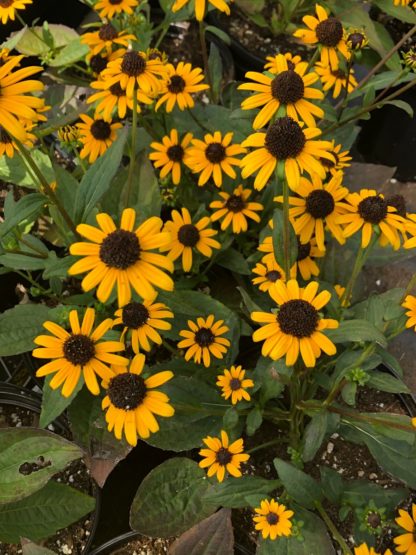 little gold star rudbeckiaMasses of golden-yellow, daisy-like flowers with dark brown centers blooming above green foliage