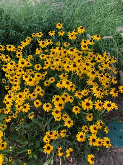 Masses of golden-yellow, daisy-like flowers with dark brown centers planted in front of grasses in garden