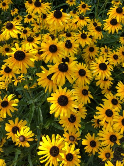 Masses of golden-yellow, daisy-like flowers with dark brown centers