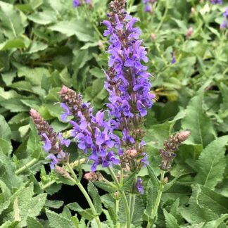 Spiky blue flowers on green plant