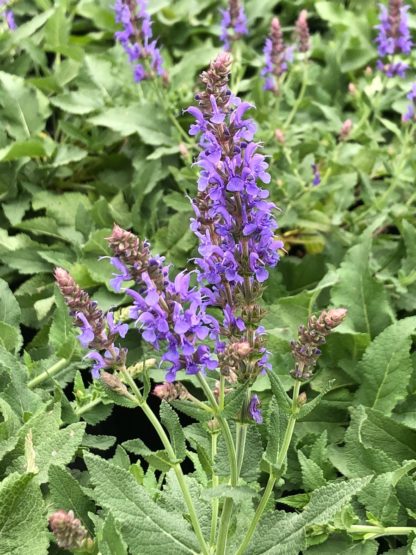 Spiky blue flowers on green plant