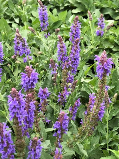 Spiky blue flowers on green plant