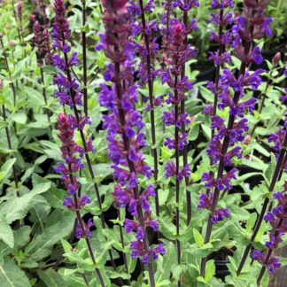 Cluster of spiky purple-blue flowers on green plant