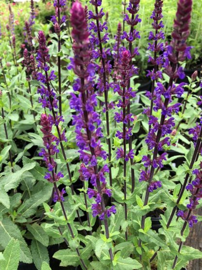 Cluster of spiky purple-blue flowers on green plant