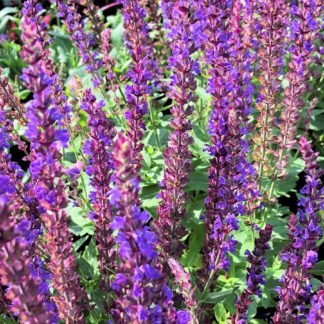 Cluster of spiky purple-blue flowers on green plant