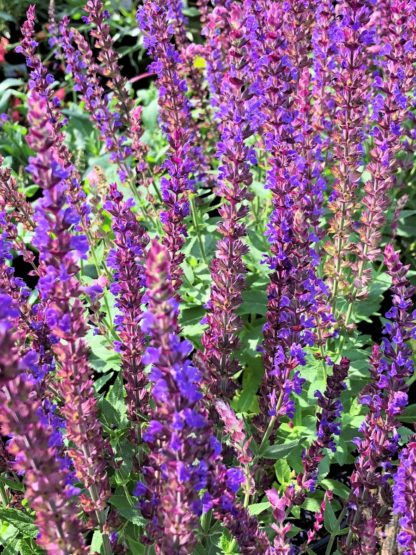 Cluster of spiky purple-blue flowers on green plant