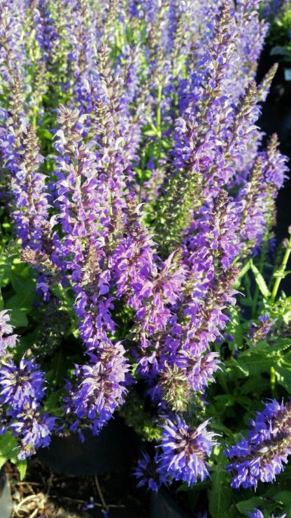 Cluster of spiky blue flowers on green plant