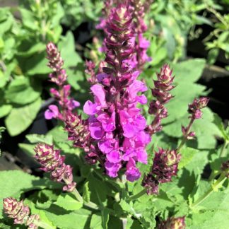 Spiky pink flowers on green plant