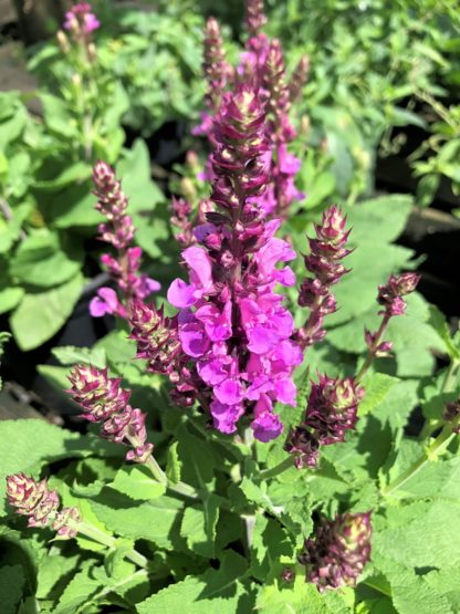 Spiky pink flowers on green plant