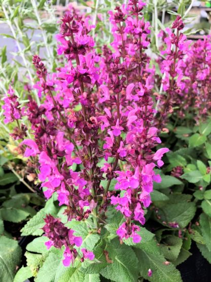 Cluster of spiky pink flowers on green plant