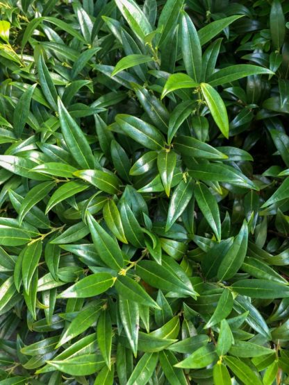 Close-up of small, blade-like, dark green leaves