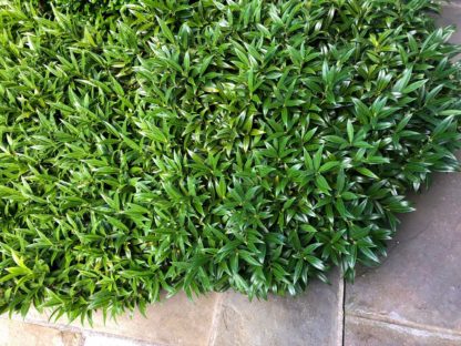 Close-up of small, blade-like, dark green leaves on shrub next to blue flagstone