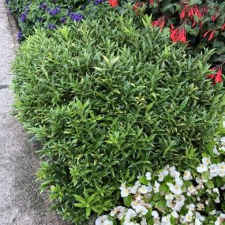 Small shrub with blade-like, dark green leaves in garden with white, red and blue flowers