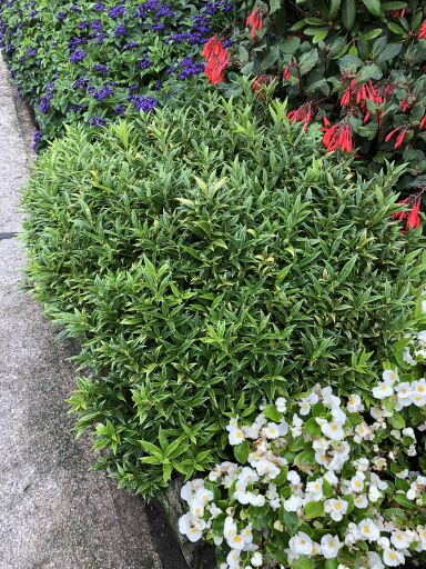 Small shrub with blade-like, dark green leaves in garden with white, red and blue flowers