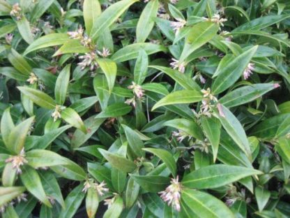 sarcococca leaves