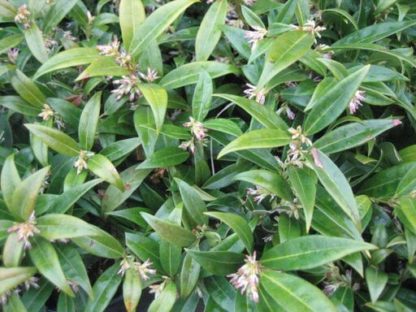 Close-up of small, blade-like leaves and tiny cream flowers