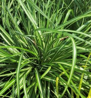 Close-up of grass with green and white striped blades