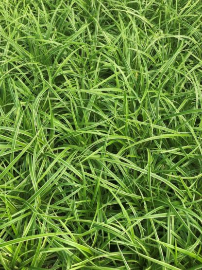 Close-up of grass with green and white striped blades