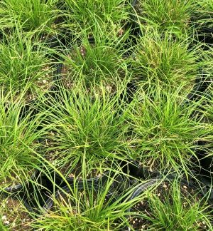 Short grass plants in black nursery pots growing closely together