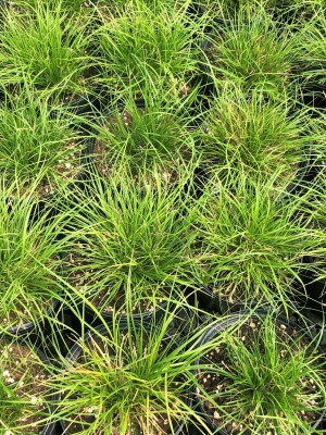Short grass plants in black nursery pots growing closely together